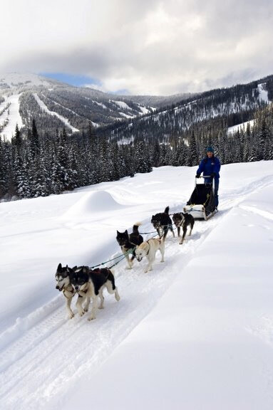 Find out if dog sledding vacations fit your personality.This hands-on experience can be the best time of your life or the biggest bummer