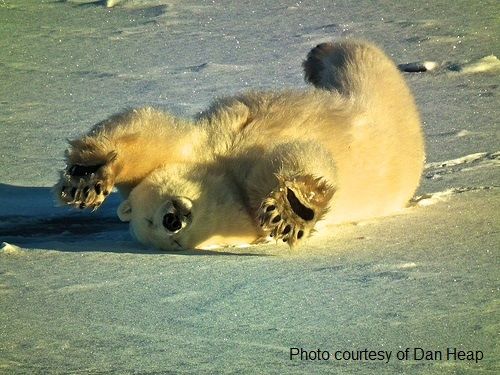 About the polar bears’ range, diet, and habitat. Polar bears in Canada are the least abundant bear species. 